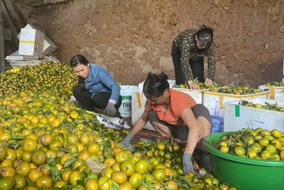 Bắc Kạn mùa quýt chín