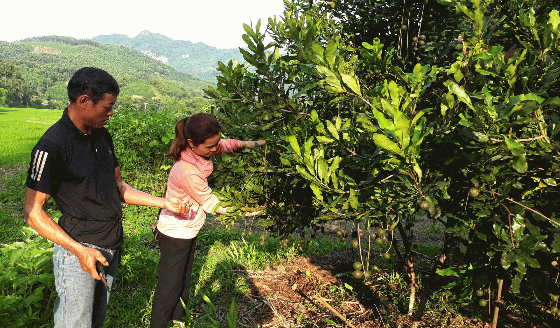 Ông Quốc chăm sóc vườn cây mắc ca đang chuẩn bị cho thu hoạch. Ông Quốc chăm sóc vườn cây mắc ca đang chuẩn bị cho thu hoạch.