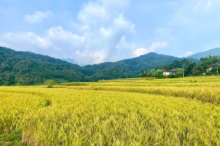 Vùng trồng lúa Khẩu Nua Lếch ở xã Cốc Đán (Ngân Sơn).