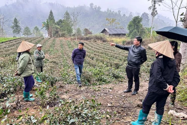 Lãnh đạo UBND huyện đến kiểm tra dự án hỗ trợ phát triển sản xuất liên kết theo chuỗi giá trị gắn với tiêu thụ sản phẩm cải tạo thâm canh cây chè trung du, do Hợp tác xã Nông nghiệp và du lịch Bắc Thái (xã Chu Hương) làm chủ trì liên kết.