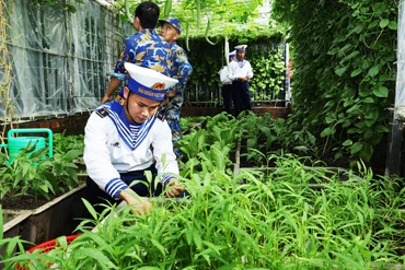 Rau xanh trong vườn ở đảo An Bang.