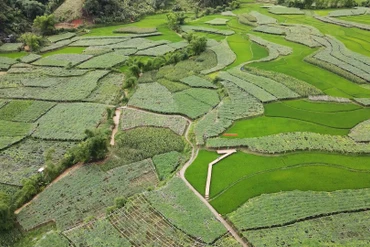 Phát huy tiềm năng giá trị cây bí xanh thơm
