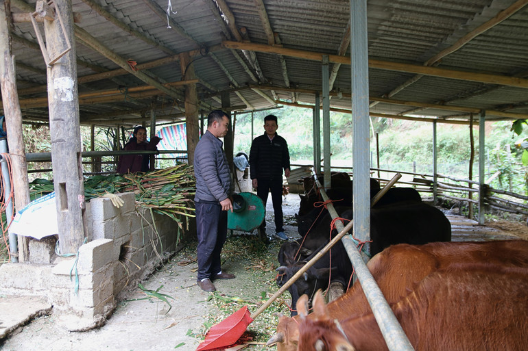 Gia đình ông Hoàng Văn Tùng, thôn Nà Tạ, xã Thượng Giáo (Ba Bể) sử dụng vốn vay ưu đãi để chăn nuôi trâu, bò mang lại hiệu quả kinh tế. 2.jpg