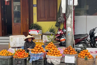 Cam Quang Thuận: Sắc vàng ngọt lành ngày Tết