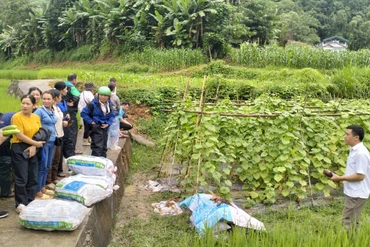 Mô hình trồng dưa chuột xã Tân Tú (Bạch Thông) được các địa phương đến tham quan học tập kinh nghiệm.
