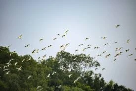 Nơi những cánh chim trở về