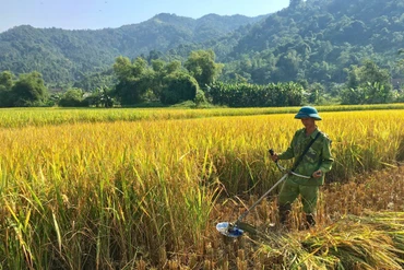 Bạch Thông thu hoạch lúa mùa đạt trên 90% diện tích