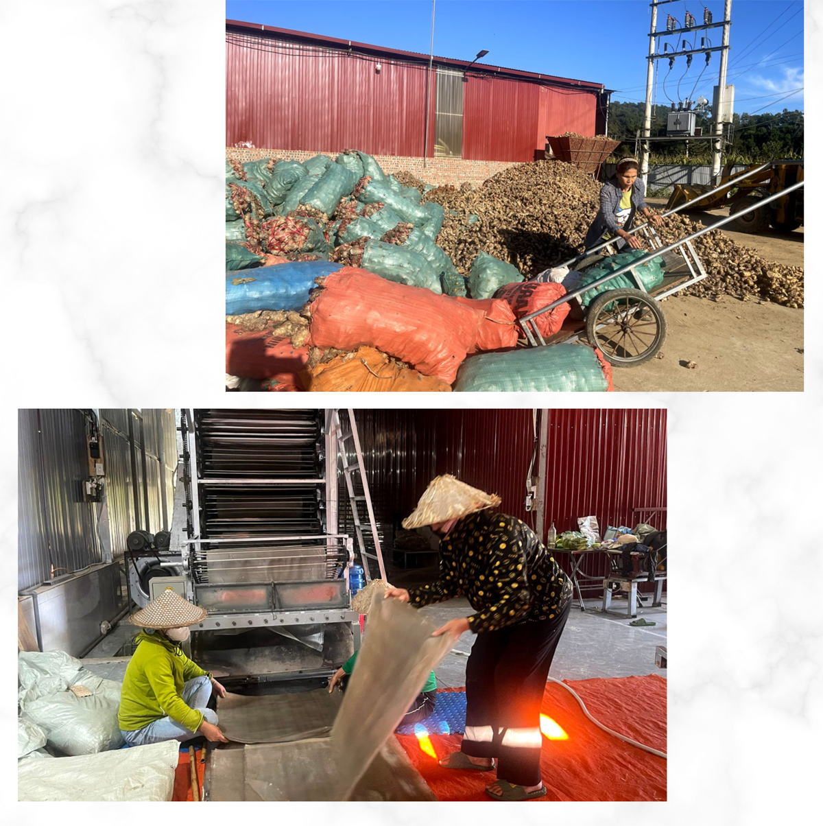 Chuỗi liên kết sản xuất được HTX Tài Hoan duy trì tốt trong nhiều năm qua. day.png