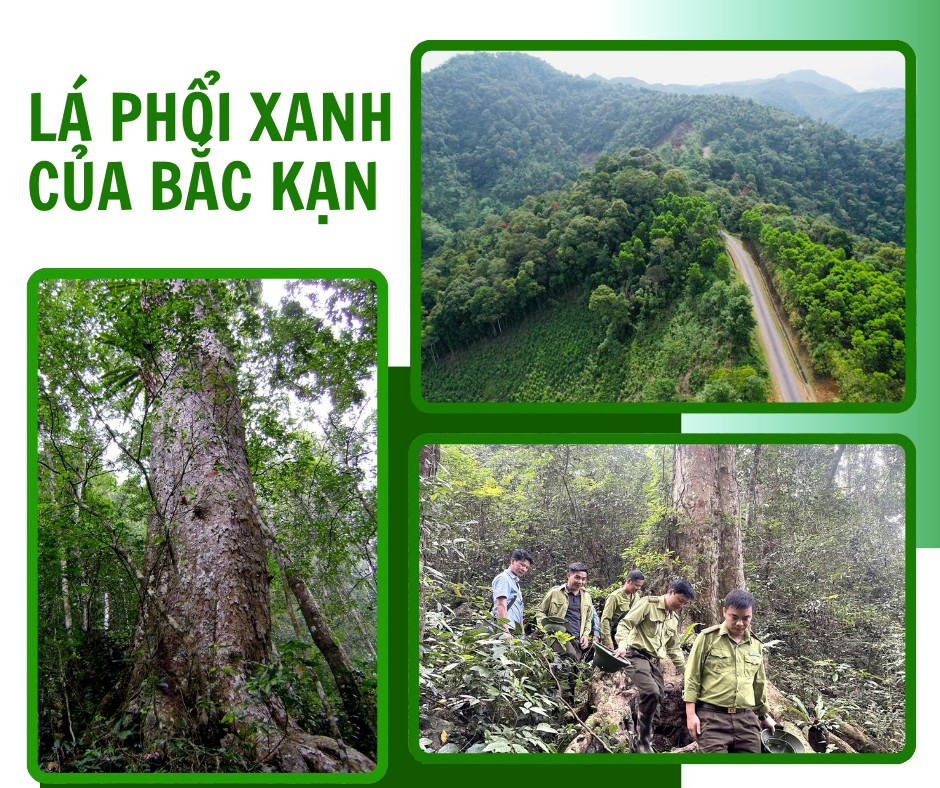 la-phoi-xanh-4545-4100.png