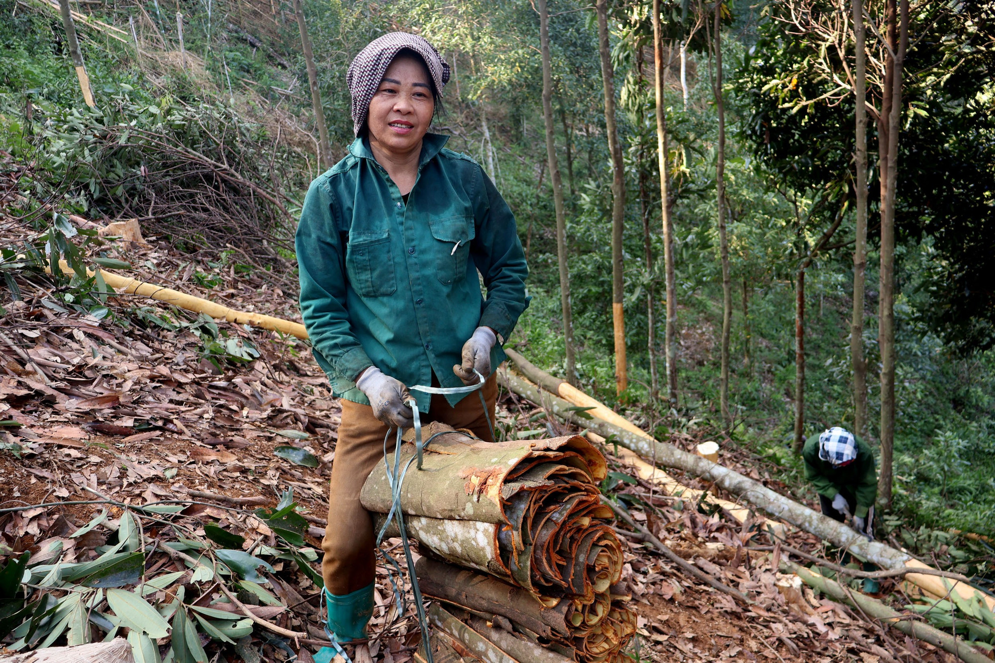 Quế cũng là cây trồng có tiềm năng của tỉnh Bắc Kạn nhưng chủ yếu người dân bán thô, chưa khai thác được hết giá trị. que.jpg