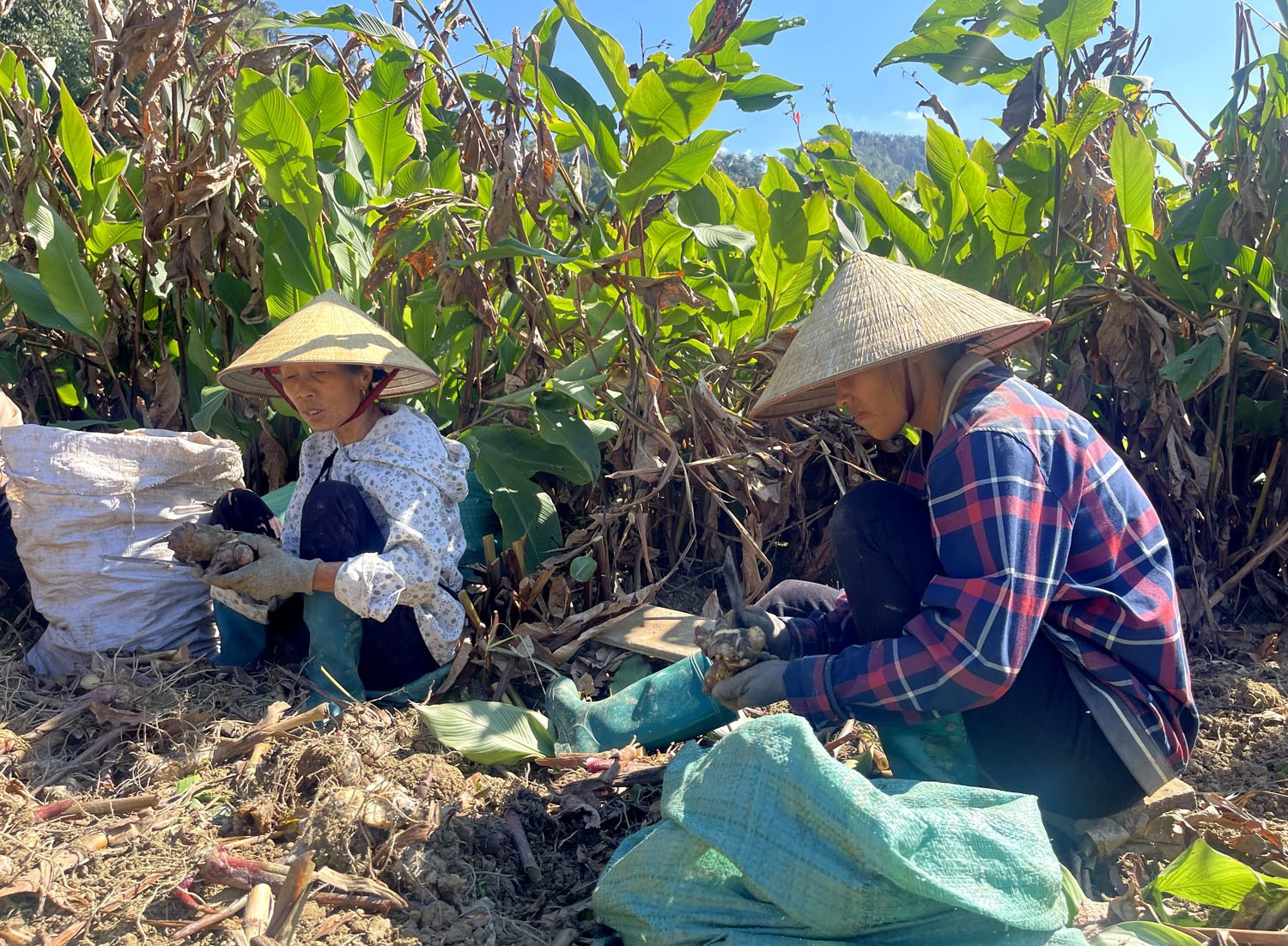 Người dân xã Côn Minh thu hoạch dong riềng. dong-rieng.jpg