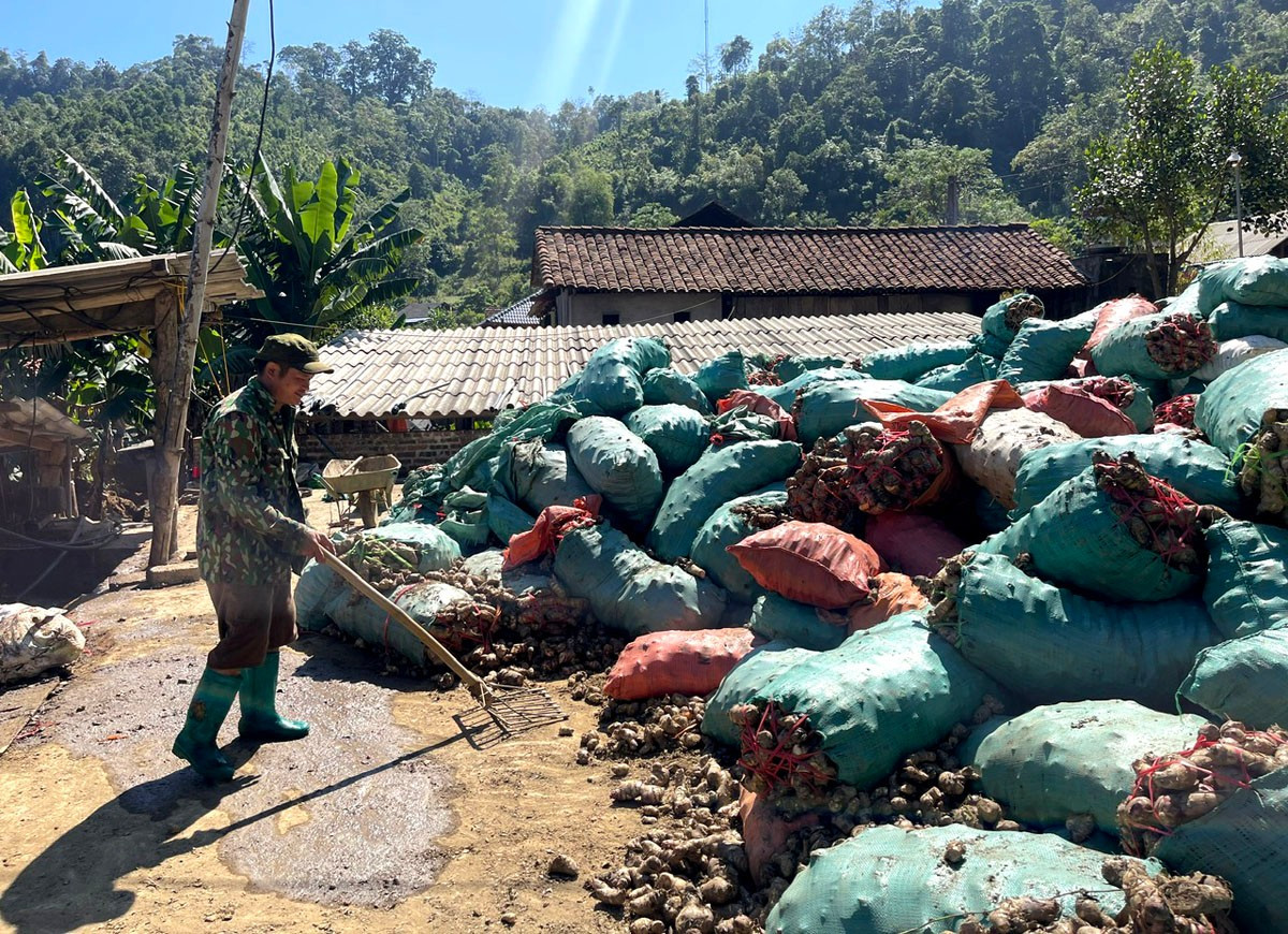 Năm nay, củ dong riềng được giá, từ 2.500-2.700 đồng/kg nên người dân rất phấn khởi. dong-1.jpg