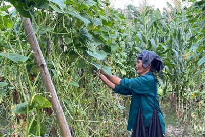 Tân Tú thành công với mô hình trồng dưa chuột 