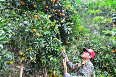 Cây trồng lợi thế mang lại đời sống ấm no