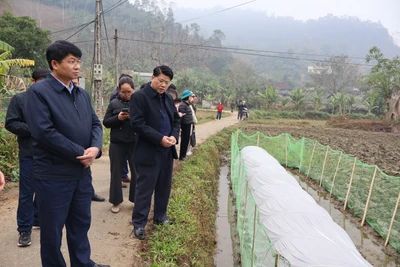 Đồng chí Nông Quang Nhất, Phó Chủ tịch UBND tỉnh kiểm tra tình hình sản xuất đầu năm tại huyện Pác Nặm