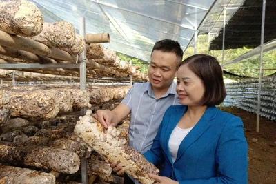 Mô hình hoàn thiện quy trình sản xuất nấm hương tại xã Vân Tùng (Ngân Sơn), thuộc Dự án KHCN cấp tỉnh năm 2024.