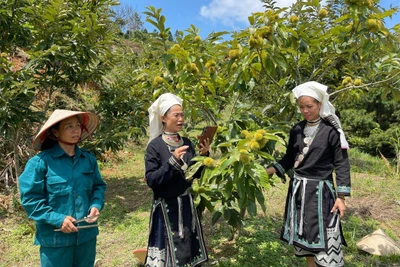 Dẻ ván đang giúp người dân Ngân Sơn thoát nghèo