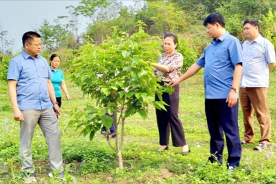 Kỳ 2: Để KH&CN trở thành động lực cho sản xuất nông, lâm nghiệp