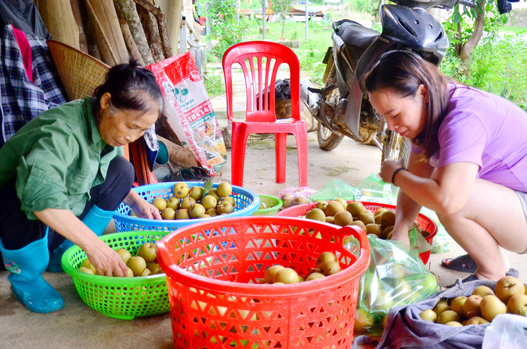 Lê Ngân Sơn được nhiều người ưa chuộng bởi sạch, hương vị ngọt nhẹ, thanh mát. khach.jpg