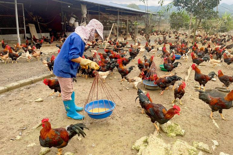 Lựa chọn chăn nuôi gia cầm để bù vào sản lượng thịt hơi thiếu hụt là giải pháp mà ngành Nông nghiệp định hướng. bach.jpg