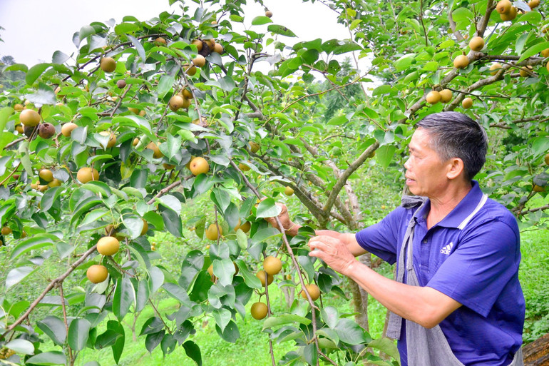 Hộ ông Hoàng Văn Slín ở tiểu khu Đèo Gió, xã Vân Tùng, huyện Ngân Sơn năm nay thu về hơn 1,5 tấn lê. ong sin.jpg