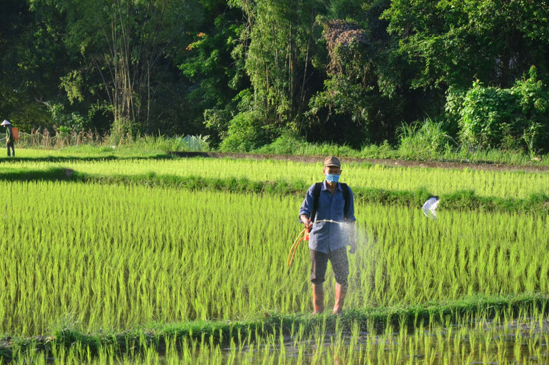 Nông dân xã Dương Quang (TP. Bắc Kạn) phun phòng trừ ốc bươu vàng. mua 3.jpg