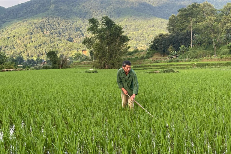 Nông dân huyện Ngân Sơn làm cỏ lúa. cay 2.jpg