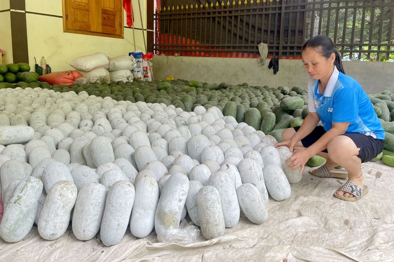 Chị Hoàng Thị Tươi ở xã Địa Linh có nhiều năm trồng bí xanh thơm, năm nay sản lượng bí giảm một nửa do sâu bệnh hại. bi 2.jpg