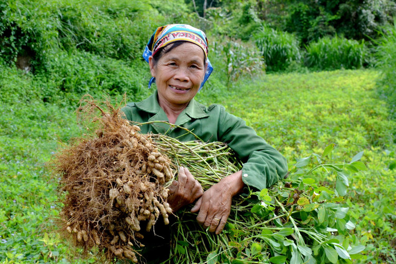 Bà Hoàng Thị Nơi, xã Côn Minh, huyện Na Rì phấn khởi vì năm nay lạc đỏ tiếp tục được giá. lac 1.jpg
