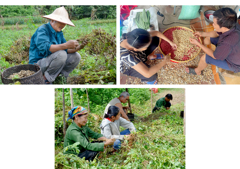 Giống lạc đỏ luôn được thị trường ưa chuộng, giá thành cao. lac 6.png