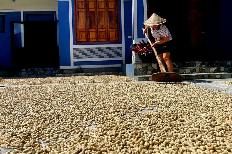 Người dân xã Côn Minh, huyện Na Rì phơi lạc trước khi đem bán. lac 4.jpg