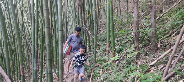 Du khách đến từ tỉnh Nam Định tham quan, trải nghiệm tại rừng trúc Pù Lầu Du khách đến từ tỉnh Nam Định tham quan, trải nghiệm tại rừng trúc Pù Lầu