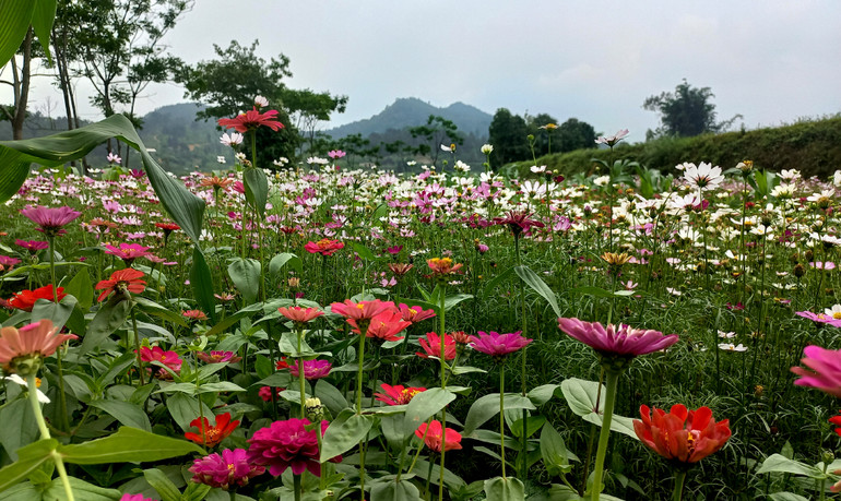 Vườn hoa cúc bướm, cúc lá nhám gần bờ hồ Bản Chang đang nở rộ.