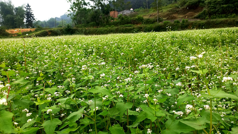 Hoa tam giác mạch gần khu vực bờ hồ đang nở rộ