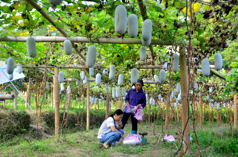 Các mô hình phát triển nông- lâm nghiệp gắn với phát triển du lịch từng bước được hình thành, nhân rộng. Các mô hình phát triển nông- lâm nghiệp gắn với phát triển du lịch từng bước được hình thành, nhân rộng.