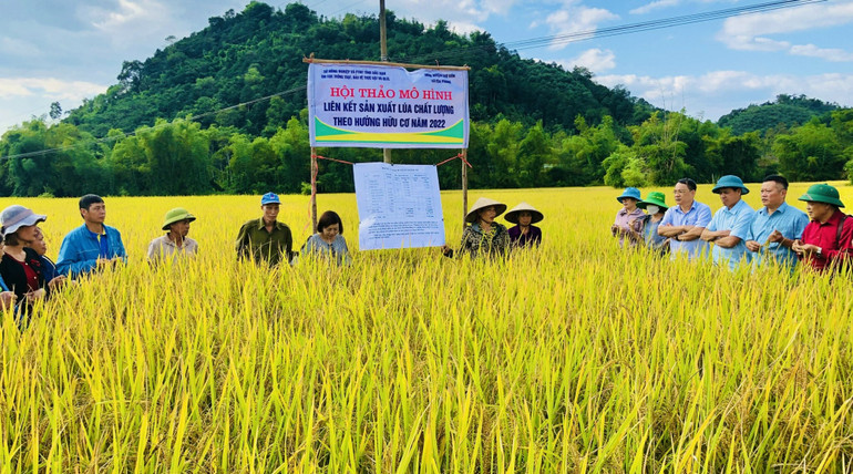 Sản xuất mô hình lúa hữu cơ là kết quả nổi bật trong nửa nhiệm kỳ qua. Sản xuất mô hình lúa hữu cơ là kết quả nổi bật trong nửa nhiệm kỳ qua.