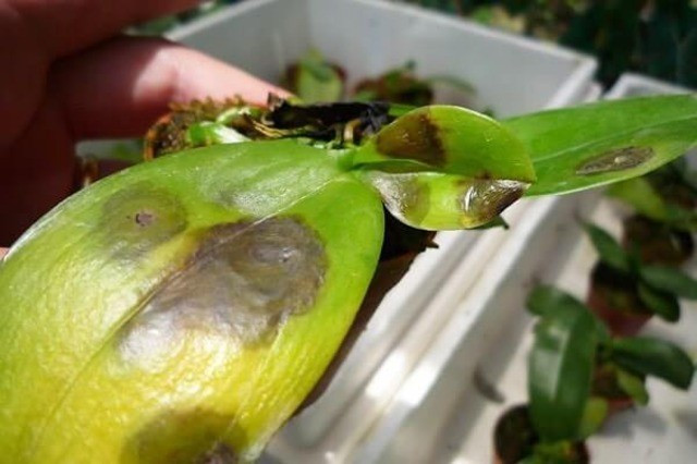 Bệnh thối nhũn Bệnh thối nhũn