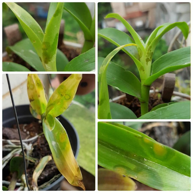 Các bệnh thường gặp ở hoa lan Các bệnh thường gặp ở hoa lan