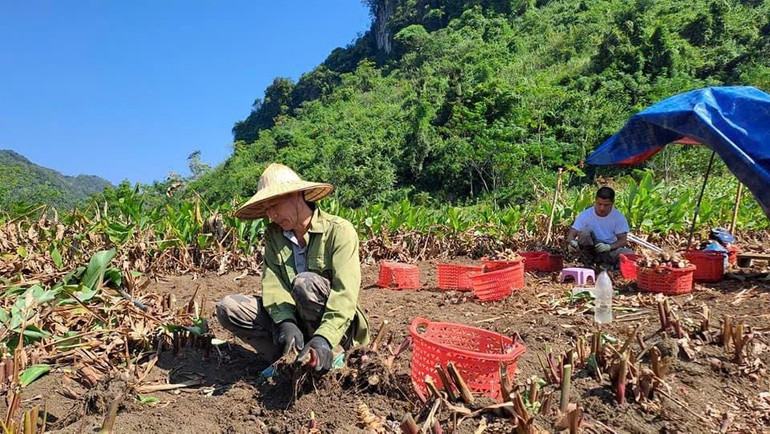 Giá bán dong riềng năm nay tăng giúp người dân huyện Na Rì có thêm thu nhập. z6024440643549-5260ee571ce4b2d012b18eb1cdc52b3c.jpg