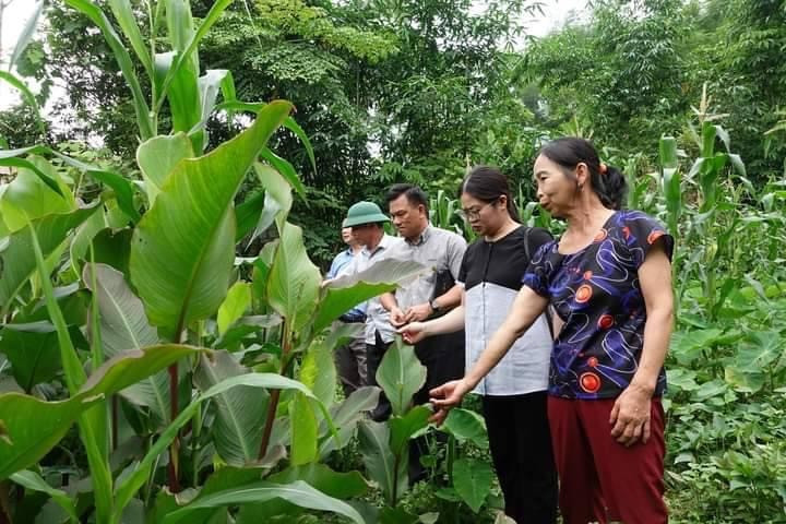 Chuỗi liên kết trồng dong riềng tại xã Đổng Xá (Na Rì). 0e126674-4377-483f-b102-24c490a6aced-2459.jpeg