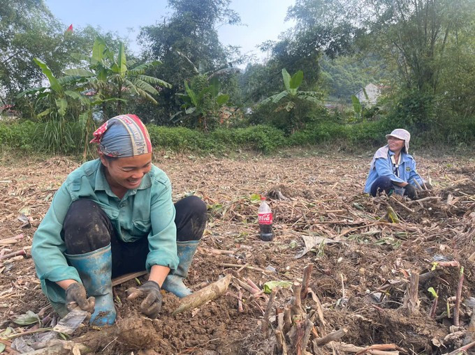 Năm 2024, xã Côn Minh trồng được 34ha cây dong riềng, đạt gần 70% kế hoạch đề ra. Trong ảnh: Người dân thu hoạch dong riềng. z5919028077398-5e2cb295e864482871025b696959001c-155418-16-150530.jpg