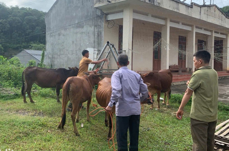 Dự án nuôi bò cái sinh sản đã cấp phát 26 con bò giống cho 12 hộ (08 hộ nghèo, 04 hộ cận nghèo) tại 03 thôn: Thôn Lùng Vai, Áng Hin và Nà Ngoàn. z5889016168467_2195877b487b.jpg