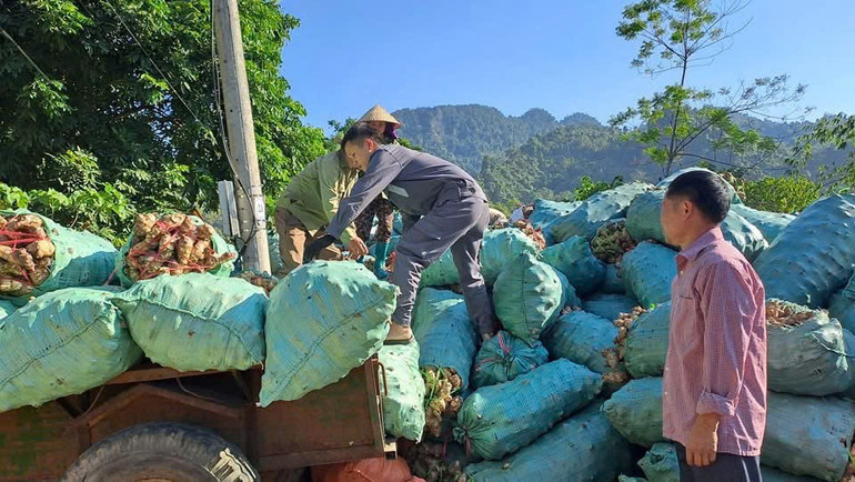 Các cơ sở chế biến miến dong thu mua nguyên liệu phục vụ cho vụ Tết với giá từ 2.500 - 2.800 đồng/kg. z6106849696987-dcfbe02a83d5b0fd3223a7bad172b6a4.jpg