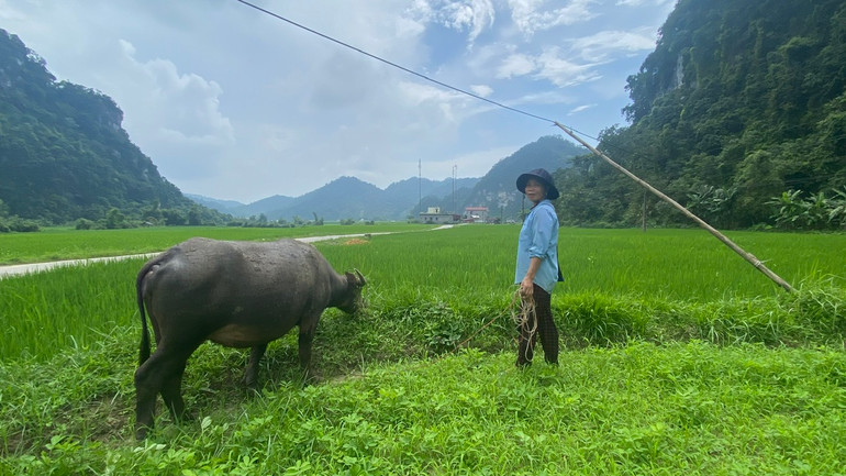 Gia đình chị Hà Thị Vân, thôn 2 Khau Cưởm, xã Sỹ Bình được hỗ trợ nuôi trâu từ Chương trình MTQG năm 2024. z5832118295586_444725adf26c7a7dcef5ff83d609dabd.jpg