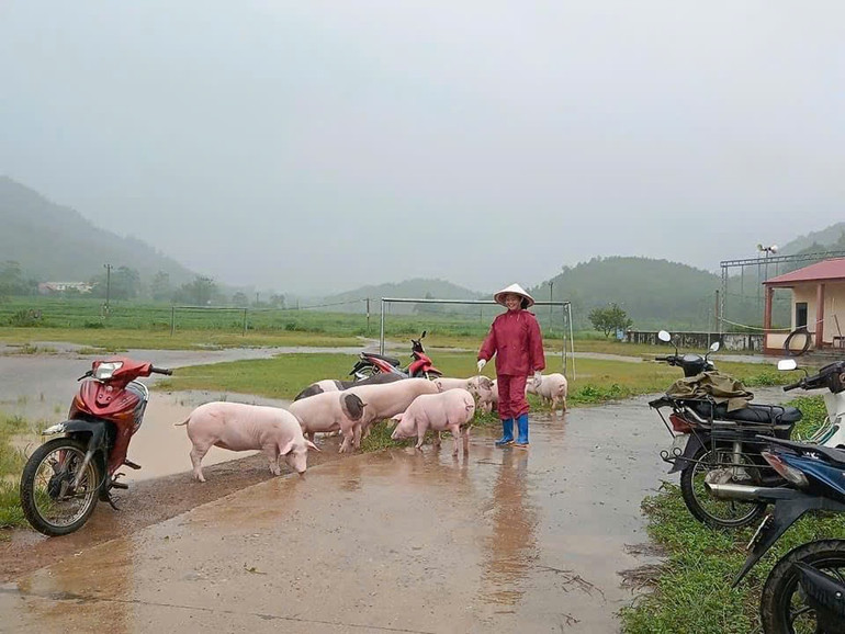 Người dân di chuyển vật nuôi đến nơi an toàn. z5815415761278_e1bf5806cf7af5e292adffe5186100b6.jpg