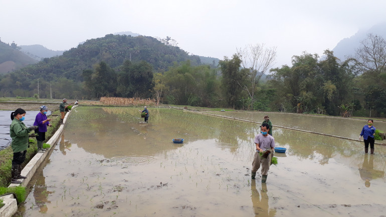 Người dân xã Cao Kỳ cấy mạ ném bằng mạ khay.