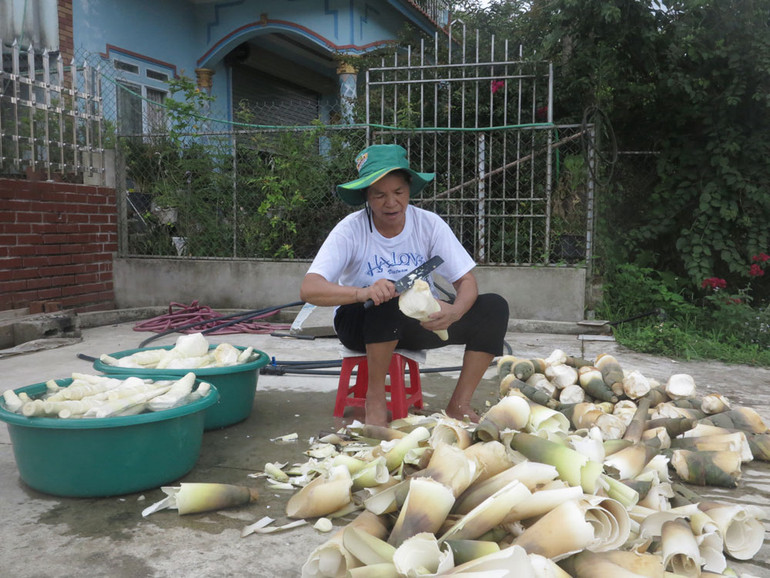 Nhiều người dân có thu nhập từ bán măng tươi làm nguyên liệu măng ớt.