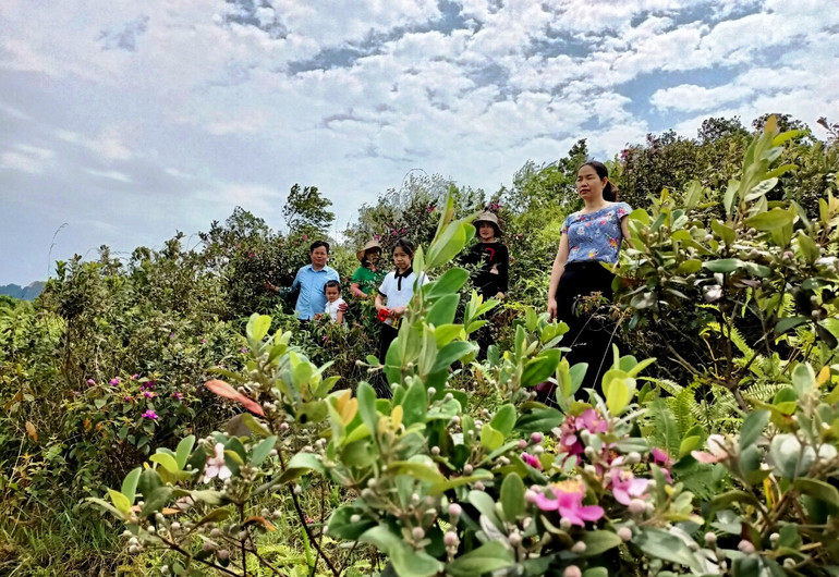 Trải nghiệm đồi sim đang thời điểm nở đẹp nhất