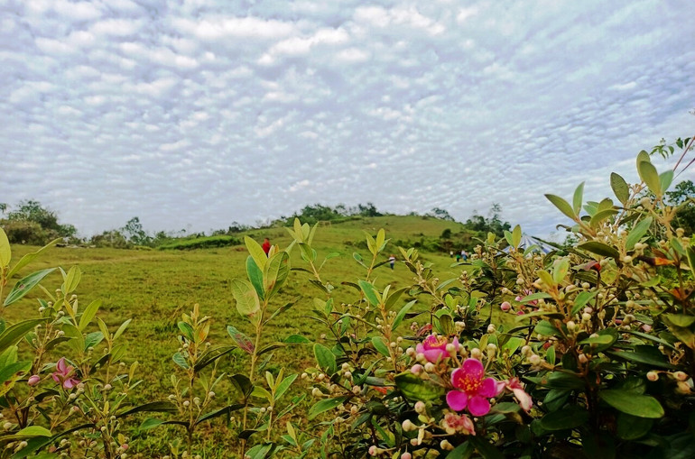 Đời sim An Thắng đang nở tím cả một vùng đồi 