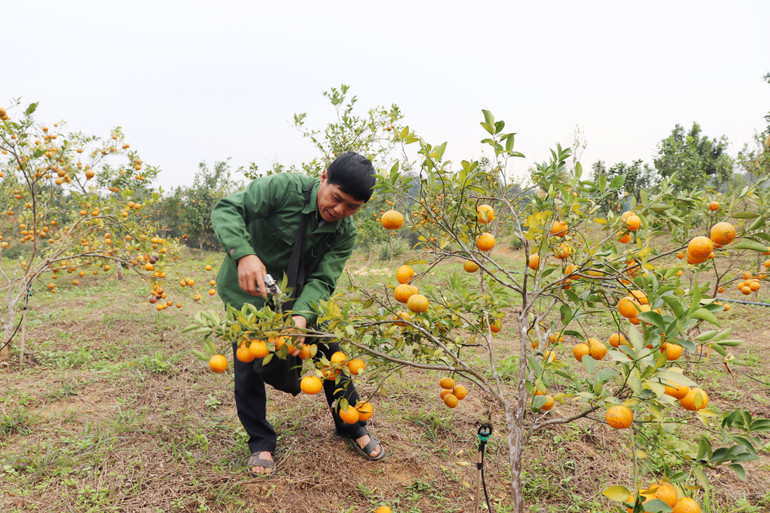 Vườn cây ăn quả của gia đình ông Đinh Duy Lý.